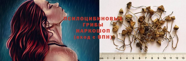 сатива Аркадак